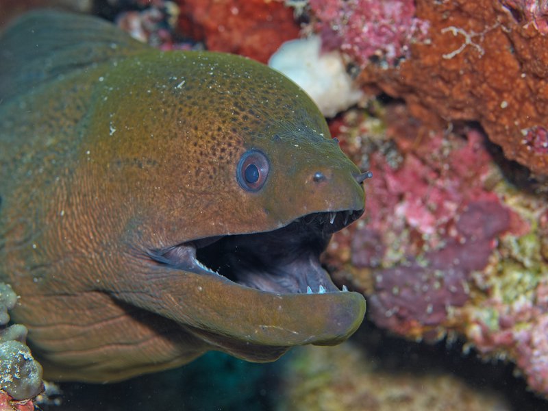 Moray eel, Meno Wall